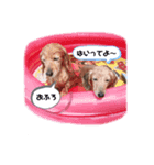 ミニチュアダックスフンド『らんなな』（個別スタンプ：5）