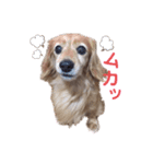 ミニチュアダックスフンド『らんなな』（個別スタンプ：6）