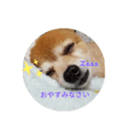 mix犬pig（個別スタンプ：1）