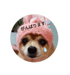 mix犬pig（個別スタンプ：2）
