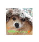 mix犬pig（個別スタンプ：5）