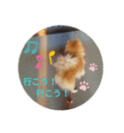 mix犬pig（個別スタンプ：6）