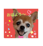 mix犬pig（個別スタンプ：7）
