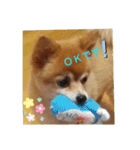 mix犬pig（個別スタンプ：8）