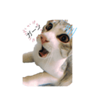我が家の猫〜ロイ（個別スタンプ：1）