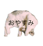 我が家の猫〜ロイ（個別スタンプ：2）
