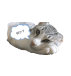 我が家の猫〜ロイ（個別スタンプ：4）