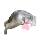 我が家の猫〜ロイ（個別スタンプ：7）