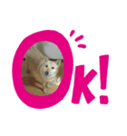 VANちゃん（個別スタンプ：7）