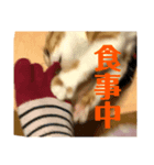 茶猫のスタンプ2（個別スタンプ：3）