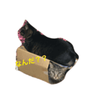 我が家の猫ちゃんズ（個別スタンプ：1）