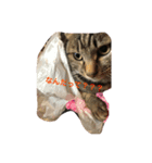我が家の猫ちゃんズ（個別スタンプ：2）