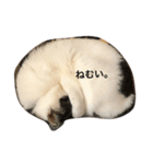 我が家の猫ちゃんズ（個別スタンプ：4）