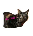 我が家の猫ちゃんズ（個別スタンプ：5）