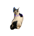 我が家の猫ちゃんズ（個別スタンプ：7）