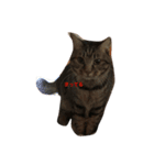我が家の猫ちゃんズ（個別スタンプ：8）