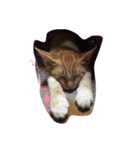 癒しにゃんこ♡（個別スタンプ：3）