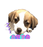 愛犬ワン（個別スタンプ：1）