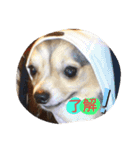 愛犬ワン（個別スタンプ：2）
