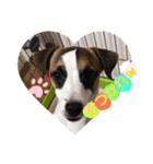愛犬ワン（個別スタンプ：3）