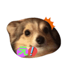 愛犬ワン（個別スタンプ：4）