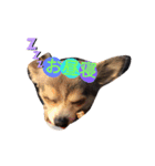 愛犬ワン（個別スタンプ：5）