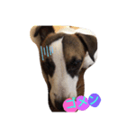 愛犬ワン（個別スタンプ：6）