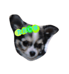 愛犬ワン（個別スタンプ：7）