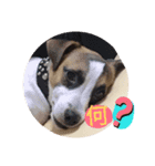 愛犬ワン（個別スタンプ：10）