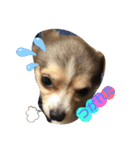 愛犬ワン（個別スタンプ：11）