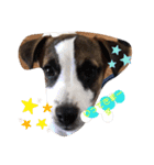 愛犬ワン（個別スタンプ：12）