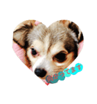 愛犬ワン（個別スタンプ：13）