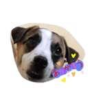 愛犬ワン（個別スタンプ：14）