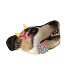 愛犬ワン（個別スタンプ：15）