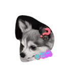 愛犬ワン（個別スタンプ：16）