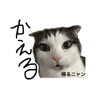 くーちゃんメッセ①（個別スタンプ：1）