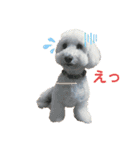 モフモフたろう（個別スタンプ：1）