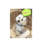 モフモフたろう（個別スタンプ：3）
