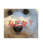 モフモフたろう（個別スタンプ：5）