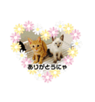 ベビニャンズ☆*°（個別スタンプ：1）