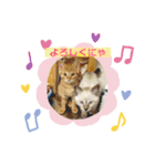 ベビニャンズ☆*°（個別スタンプ：3）