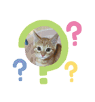 ベビニャンズ☆*°（個別スタンプ：6）