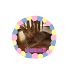 ベビニャンズ☆*°（個別スタンプ：9）
