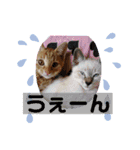 ベビニャンズ☆*°（個別スタンプ：12）