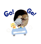 ベビニャンズ☆*°（個別スタンプ：16）