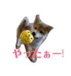 豆柴テツくん 2（個別スタンプ：1）