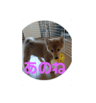 豆柴テツくん 2（個別スタンプ：3）