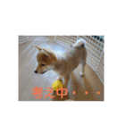 豆柴テツくん 2（個別スタンプ：5）