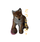豆柴テツくん 2（個別スタンプ：8）