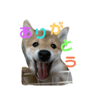 豆柴テツくん 3（個別スタンプ：1）